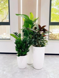 宁波鄞州花木租赁哪家强？这里的选择超乎想象！